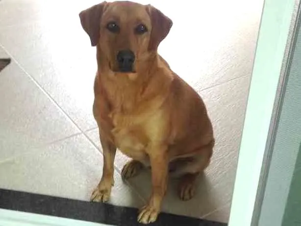 Cachorro ra a Sem raça definida idade 2 anos nome Frida