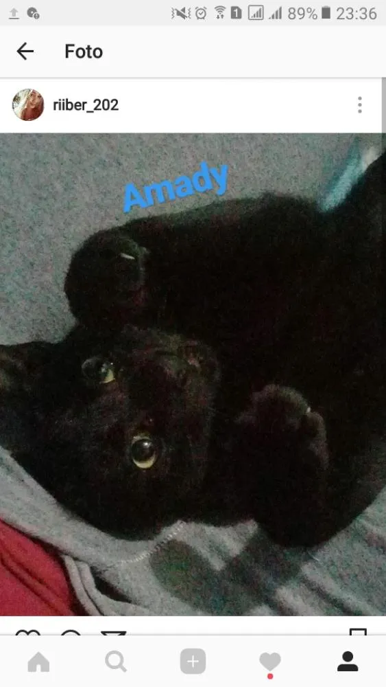 Gato ra a vira-lata  idade 7 a 11 meses nome Amady