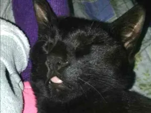 Gato raça vira-lata  idade 7 a 11 meses nome Amady