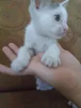 Gatinhos