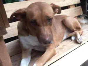 Cachorro raça Mestiça pit bull idade 2 anos nome Mel