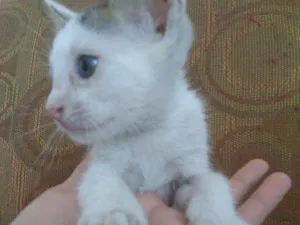 Gato raça Vira lata idade Abaixo de 2 meses nome Gatinhos