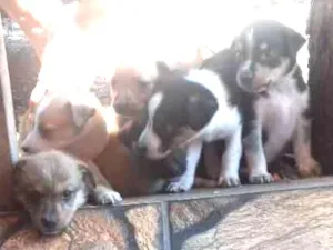Cachorro raça vira lata idade 2 a 6 meses nome Sem nome