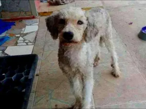 Cachorro raça MESTIÇO POODLE idade 2 anos nome RAUL