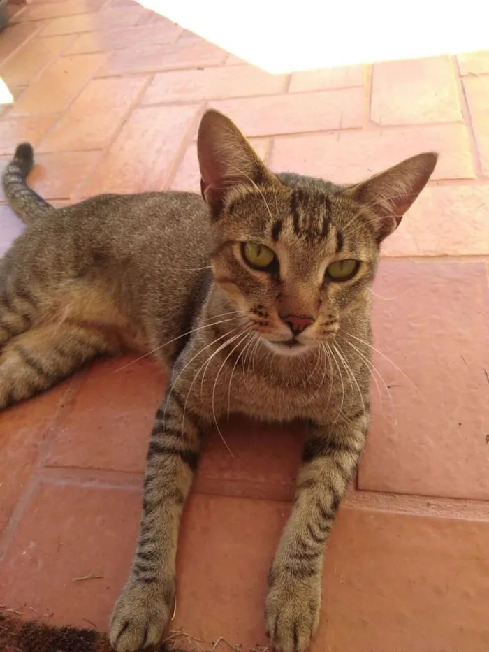 Gato ra a SRD idade 1 ano nome Madruga
