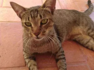 Gato raça SRD idade 1 ano nome Madruga