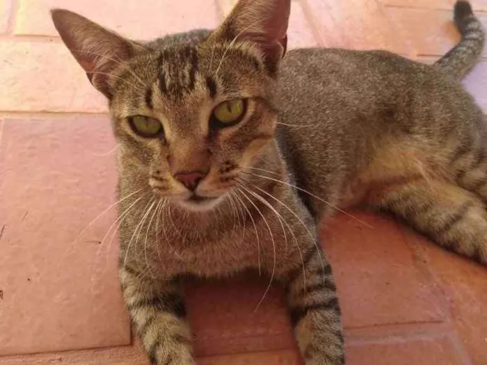 Gato ra a SRD idade 1 ano nome Madruga