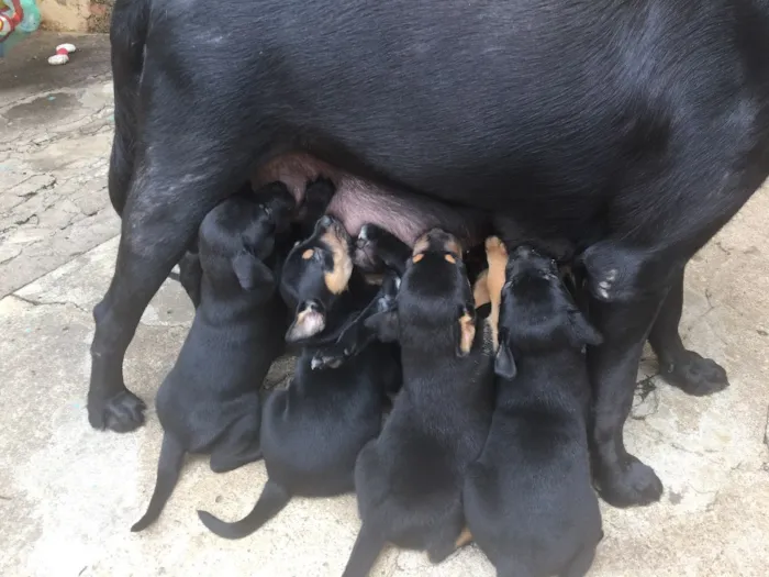 Cachorro ra a Mista (Labrador) idade Abaixo de 2 meses nome Filhotes
