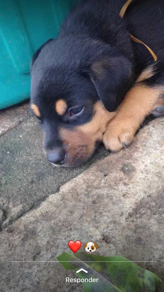 Cachorro ra a Mista (Labrador) idade Abaixo de 2 meses nome Filhotes