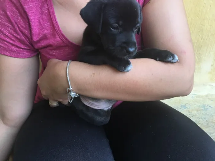 Cachorro ra a Mista (Labrador) idade Abaixo de 2 meses nome Filhotes