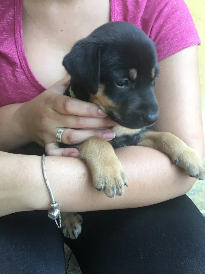 Cachorro ra a Mista (Labrador) idade Abaixo de 2 meses nome Filhotes