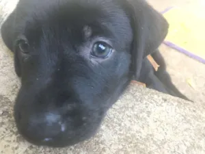 Cachorro raça Mista (Labrador) idade Abaixo de 2 meses nome Filhotes