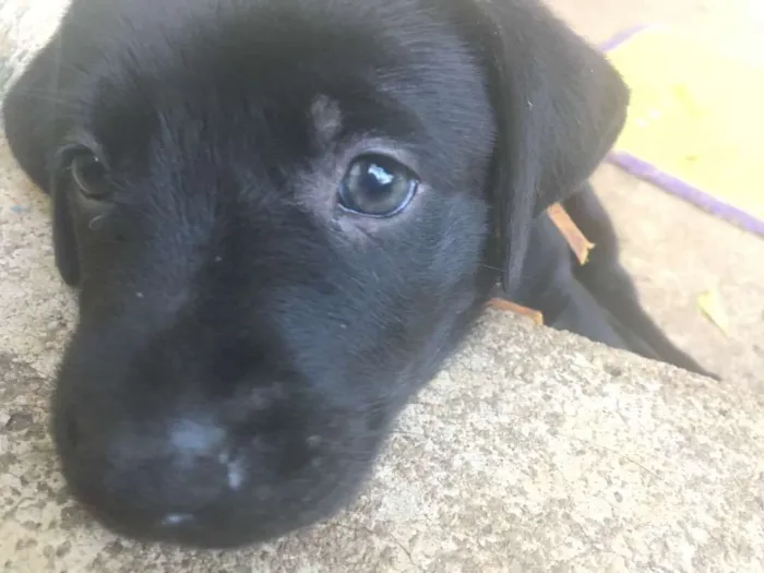 Cachorro ra a Mista (Labrador) idade Abaixo de 2 meses nome Filhotes