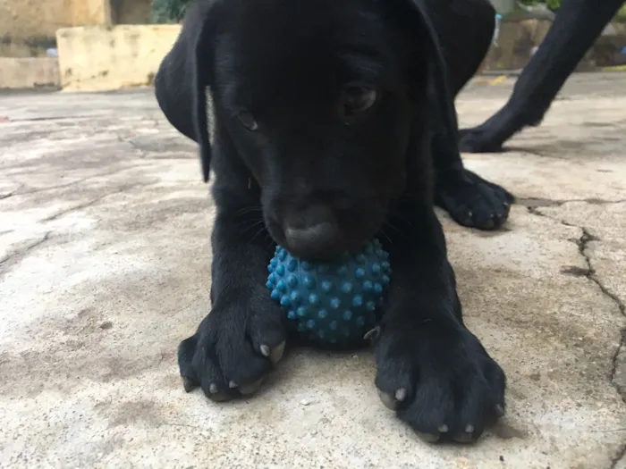 Cachorro ra a Mista (Labrador) idade Abaixo de 2 meses nome Filhotes