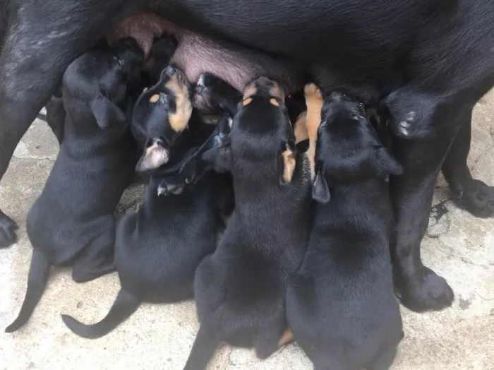 Cachorro ra a Mista (Labrador) idade Abaixo de 2 meses nome Filhotes
