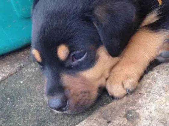 Cachorro ra a Mista (Labrador) idade Abaixo de 2 meses nome Filhotes