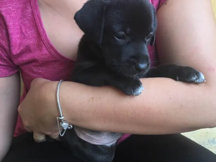 Cachorro ra a Mista (Labrador) idade Abaixo de 2 meses nome Filhotes