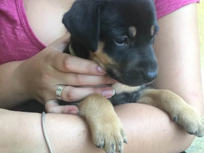 Cachorro ra a Mista (Labrador) idade Abaixo de 2 meses nome Filhotes