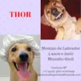 Thor