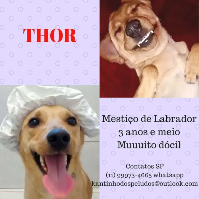 Cachorro ra a Labrador (mestiço) idade 3 anos nome Thor