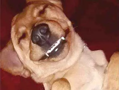 Cachorro ra a Labrador (mestiço) idade 3 anos nome Thor