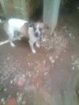Bob