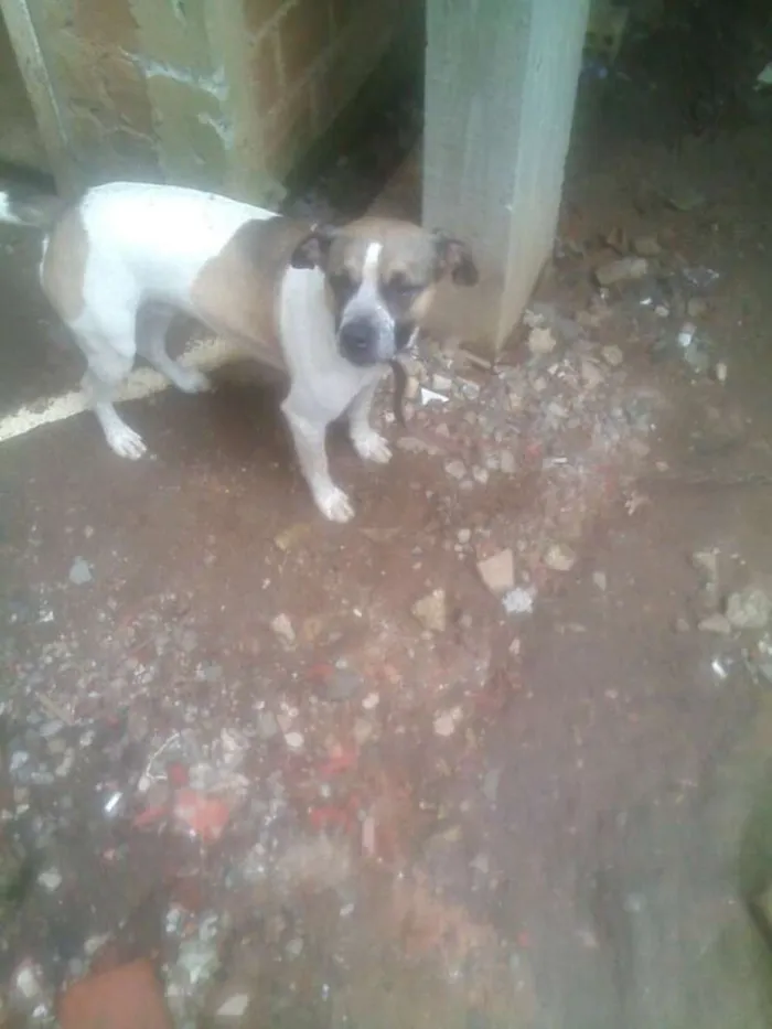 Cachorro ra a Boxer com vira lata idade 1 ano nome Bob