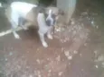 Bob