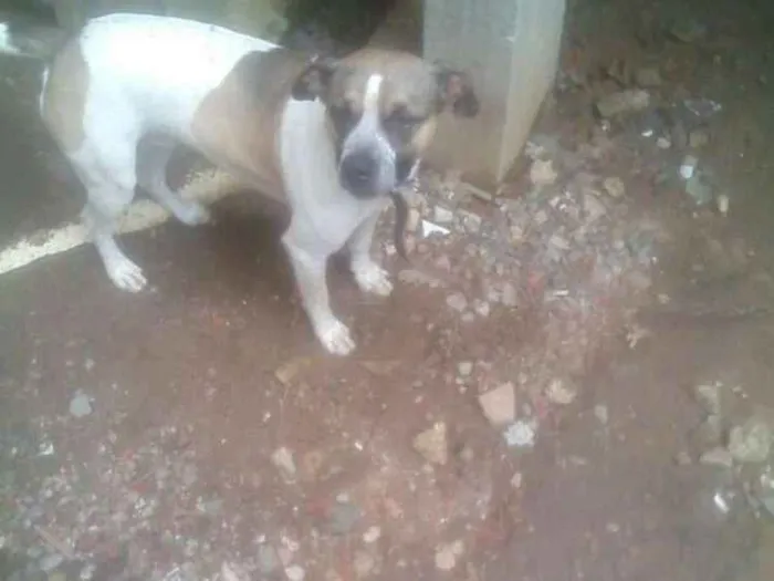 Cachorro ra a Boxer com vira lata idade 1 ano nome Bob