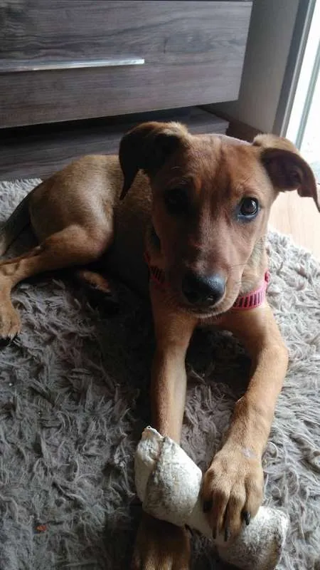 Cachorro ra a SRD idade 2 a 6 meses nome Filhote