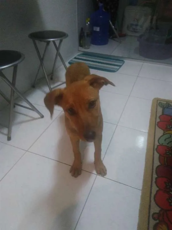 Cachorro ra a SRD idade 2 a 6 meses nome Filhote