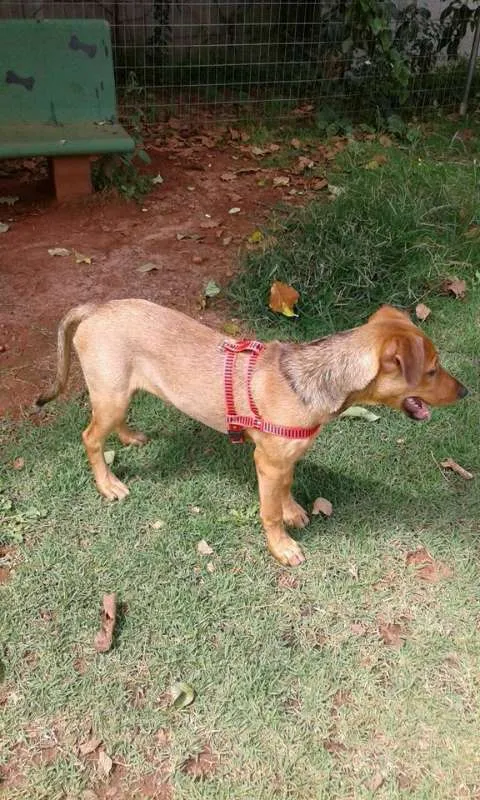 Cachorro ra a SRD idade 2 a 6 meses nome Filhote
