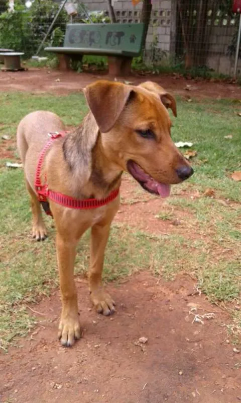 Cachorro ra a SRD idade 2 a 6 meses nome Filhote
