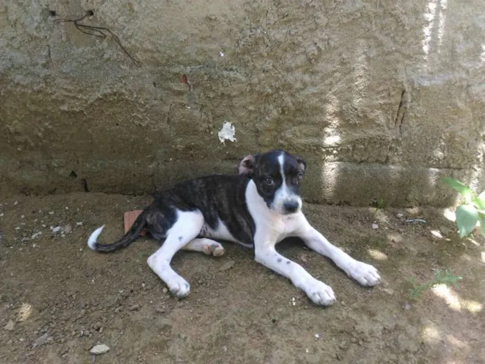 Cachorro raça Sem raça definida idade 2 a 6 meses nome Chiquinha