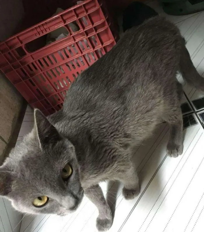 Gato ra a Viralata idade  nome Sem nome