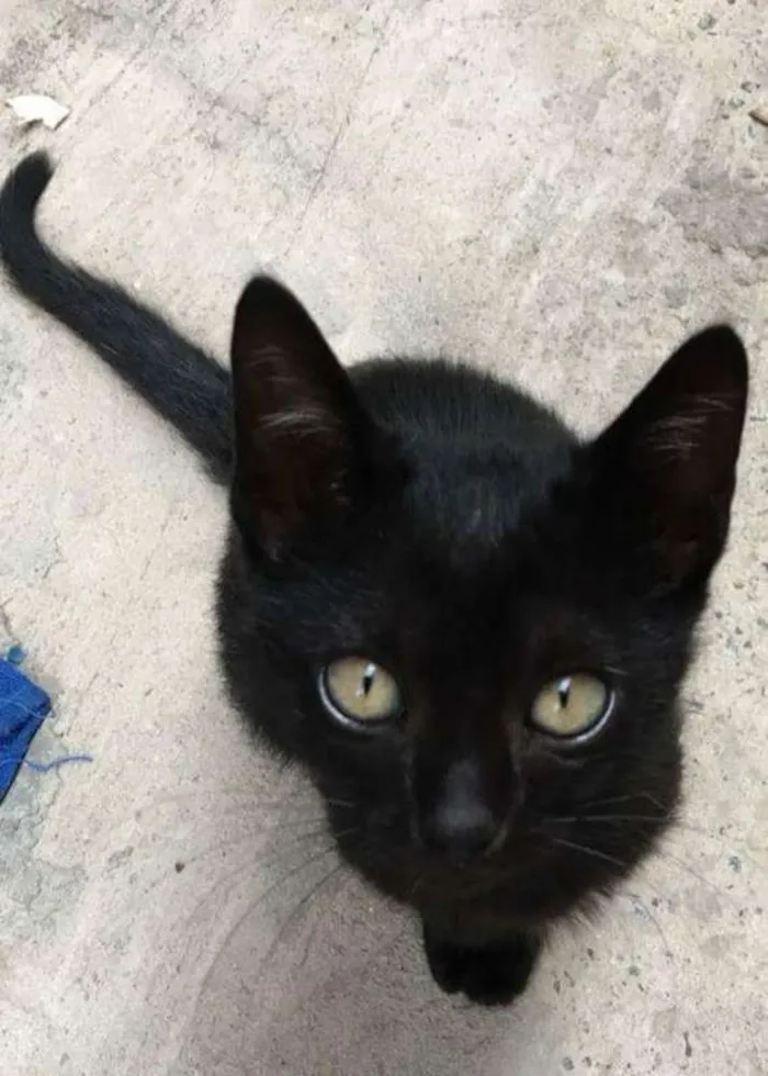 Gato ra a Viralata idade  nome Sem nome
