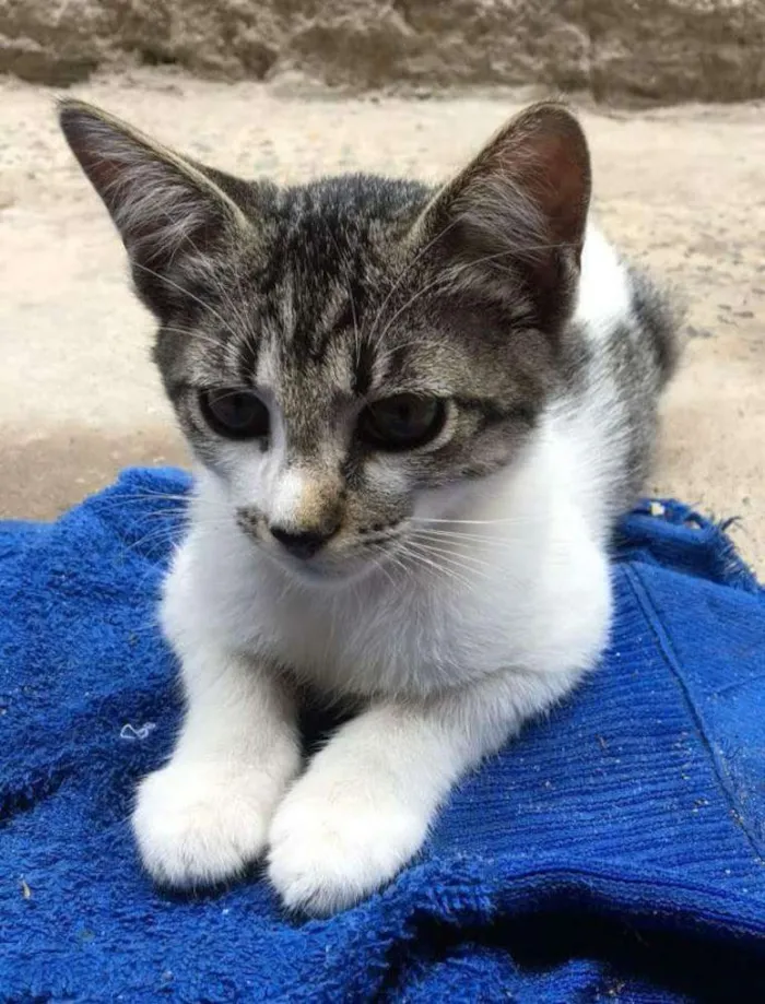 Gato ra a Viralata idade  nome Sem nome