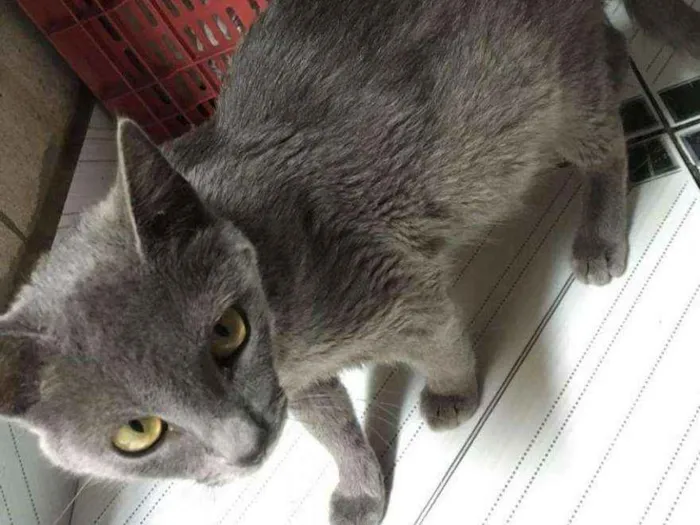 Gato ra a Viralata idade  nome Sem nome