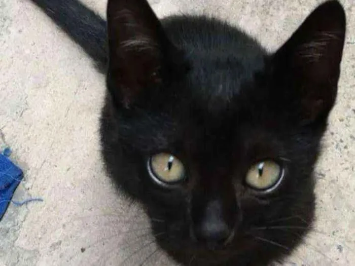 Gato ra a Viralata idade  nome Sem nome