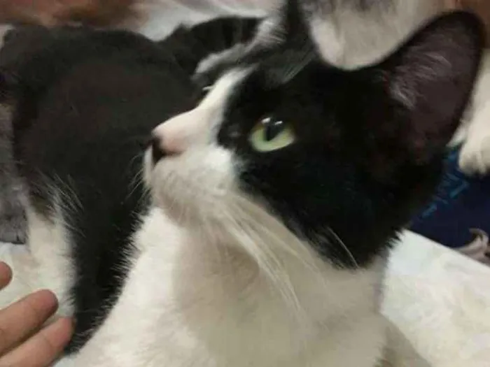 Gato ra a Viralata idade  nome Sem nome
