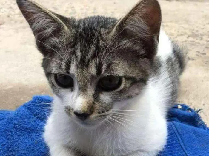 Gato ra a Viralata idade  nome Sem nome