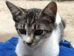 Gato raça Viralata idade  nome Sem nome