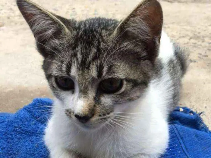 Gato ra a Viralata idade  nome Sem nome