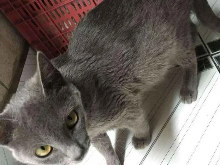Gato ra a Viralata idade  nome Sem nome
