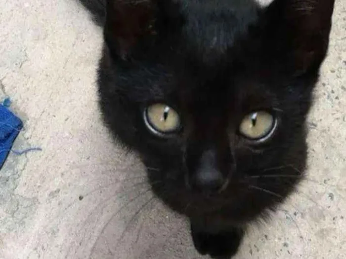 Gato ra a Viralata idade  nome Sem nome