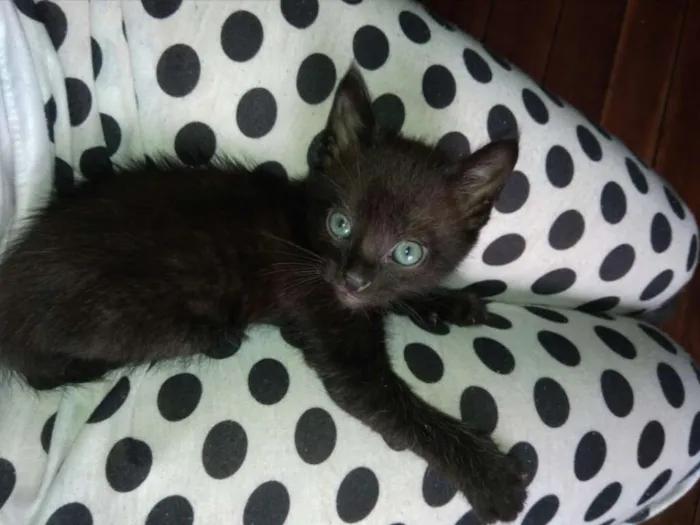 Gato raça Sem raça definida idade 2 a 6 meses nome Estrela e PB