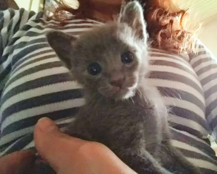 Gato raça Sem raça definida idade 2 a 6 meses nome Estrela e PB