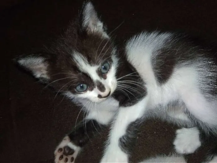 Gato raça Sem raça definida idade 2 a 6 meses nome Estrela e PB