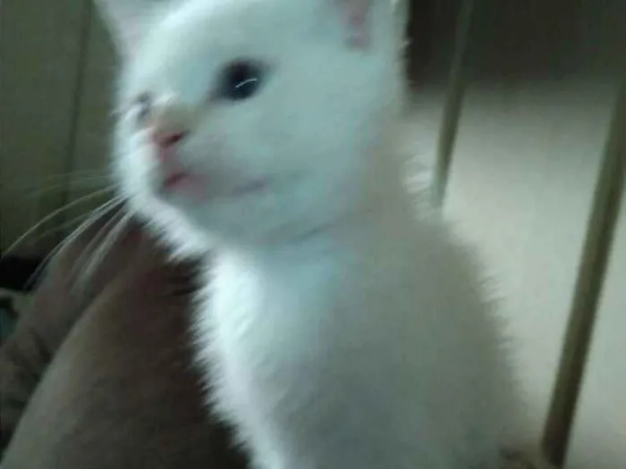 Gato raça Sem raça definida idade 2 a 6 meses nome Estrela e PB