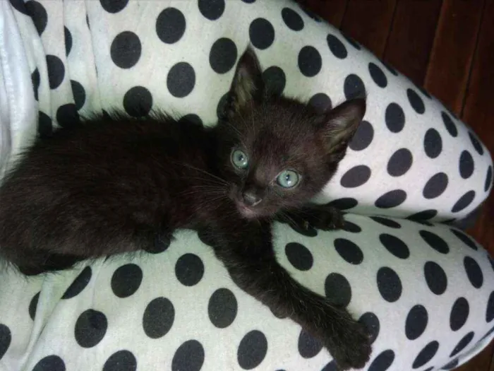 Gato raça Sem raça definida idade 2 a 6 meses nome Estrela e PB